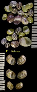 キンランカノコ Smaragdia paulucciana small