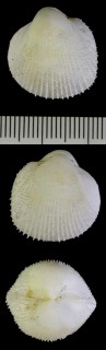 オトヒメザル (ミカワリザル) Trifaricardium nomurai small
