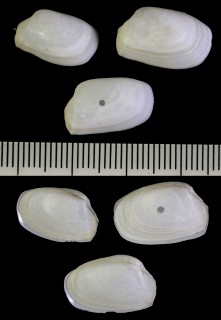 リュウグウハゴロモの仲間 Periploma anguliferum small