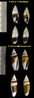 ゾウゲフデ 象牙筆 Scabricola casta small