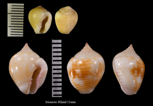 マルフトコロ Euplica turturina small