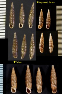 チュウシコギセル 中支小煙管 Euphaedusa aculus small