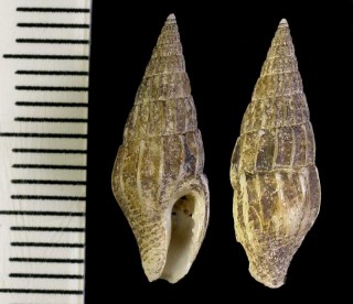 トガリボサツ Anachis sanfelipensis small