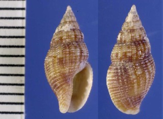 ボサツガイの仲間 メキシコ Anachis hilli small