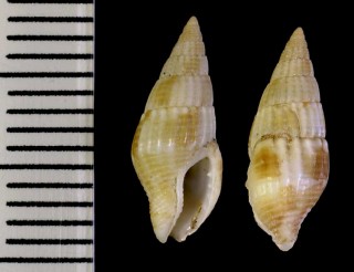 カリブ海のボサツガイの仲間03 Anachis sparsa small
