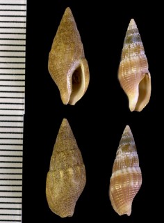 ボサツガイの仲間02 メキシコ Anachis lafresnayi small