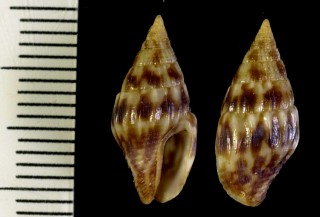 ボサツガイの仲間03 メキシコ Anachis vexillum small