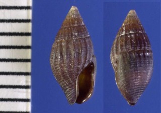 クロボサツ (仮称) Anachis nigricans small