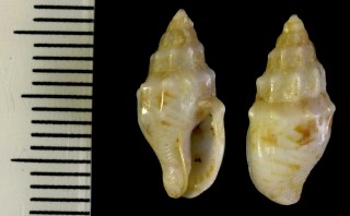 メキシコのボサツガイ05 Anachis coronata small