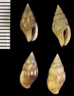 ヨクバリボサツ (仮称) Anachis avara small