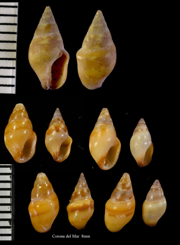 カリナタボサツ (仮称) Alia carinata small