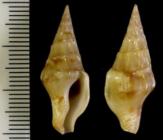 ツムガタソデマツムシの仲間 Strombina solidula small