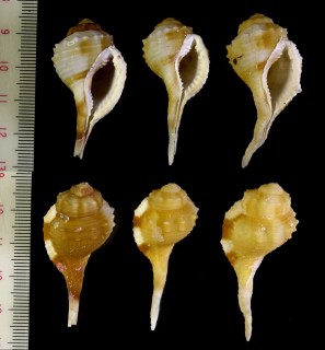 ヒクオナガガイ Cymatium retusum small