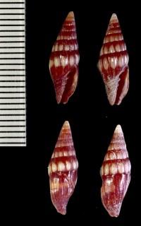 シラクモオトメフデ 白雲乙女筆 Pusia semicostatum small