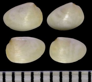 ナミノコザラ Cadella semen small