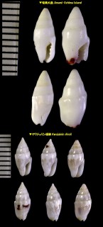 ユメマツムシ 夢松虫 Mitrella inscripta small
