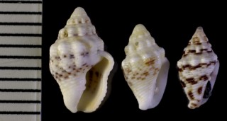 イボフトコロ Euplica versicolor atladona small