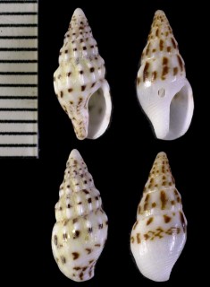 クロフボサツ 黒斑菩薩貝 Anachis misera nigromaculata small