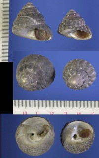 ヘソアキクボガイ cf. Chlorostoma turbinatum small