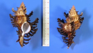 インド洋のガンゼキボラ Chicoreus bourguignati small