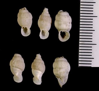 マルタ島のキセルガイ Lampedusa macrostoma mamotica small