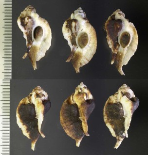 ヌノメヨウラク Jaton decussatus small