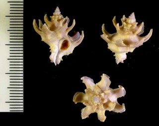 クマドリカセンの一型 Babelomurex princeps castaneotinctus small