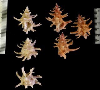ツノナガカセン Babelomurex fruticosus small