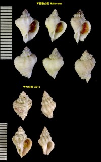 チビサンゴヤドリ Coralliophila pulchella small