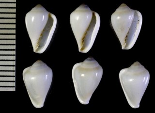 セロクタコゴメ (仮称) Marginella kerochuta small