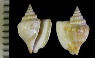 コブシシドロの亜種 Dolomena labiosa teschi small