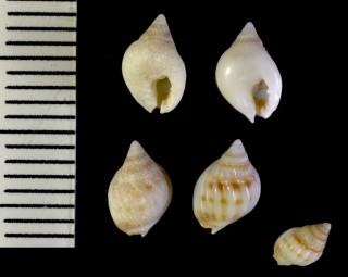 マルカニノテムシロの仲間 Nassarius sp. small