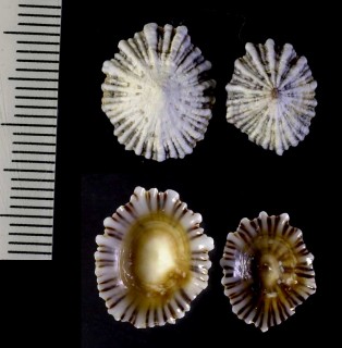 ハワイのコウダカカラマツの一種 Siphonaria normalis small