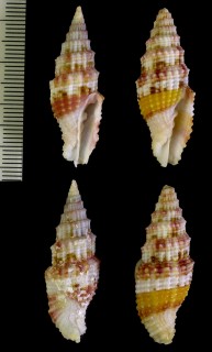 アワユキミノムシ Vexillum tankervillei small