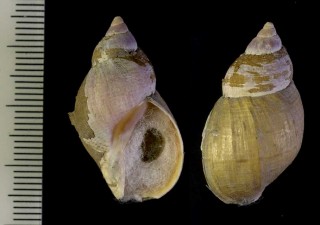 コシタカチシマバイ Buccinum baerii small