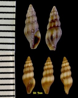スベリマンジガイ Bela laevigata small