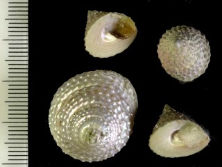 ニュージーランドのニシキウズ Trochus viridus small
