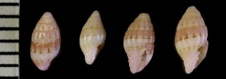 ヒメシロオビモモイロオトメフデ Pusia suavis small