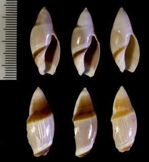 ミカワボタルの近似種? Amalda rubiginosa albocallosa aff. small