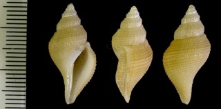 アラタエボラ Marshallena philippinarum small