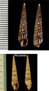 モザンビークのトクサガイ Duplicaria mozambiquensis small