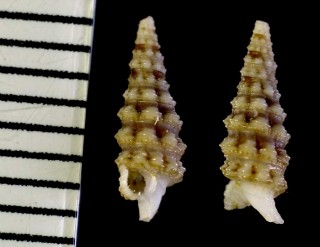 カネツケキリオレの近似種? Iniforis sp. small