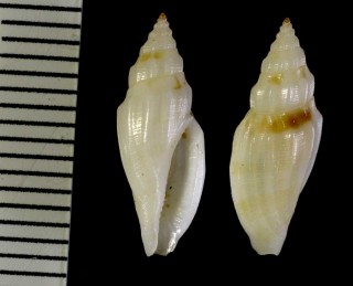 トガリコトツブ 尖琴小螺 Eucithara vexillum small