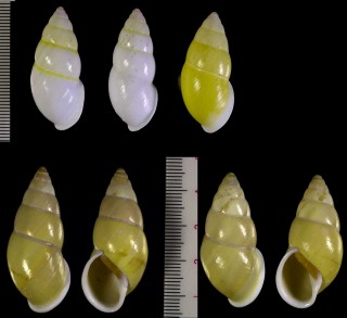 ヒダリマキマレイマイマイ Amphidromus sinistralis small