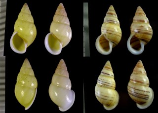 タテジママレイマイマイ Amphidromus kruijti small