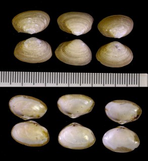 ホンヒメマスオ Cryptomya californica small