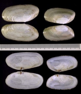 マテガイに似たバカガイの仲間 Darina solenoides small