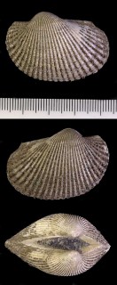 ハゴロモガイ 羽衣貝 Diluvarca ferruginea small