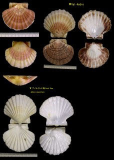 ヨーロッパホタテ Pecten maximus small
