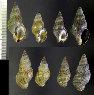 イソニナ 磯蜷 Japeuthria ferrea small